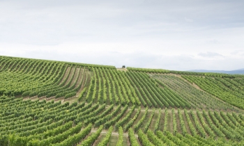 weingut-dengler-galerie-15