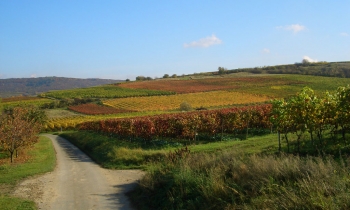 weingut-dengler-galerie-19