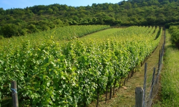 weingut-dengler-galerie-20